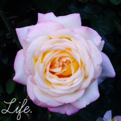 flower of life